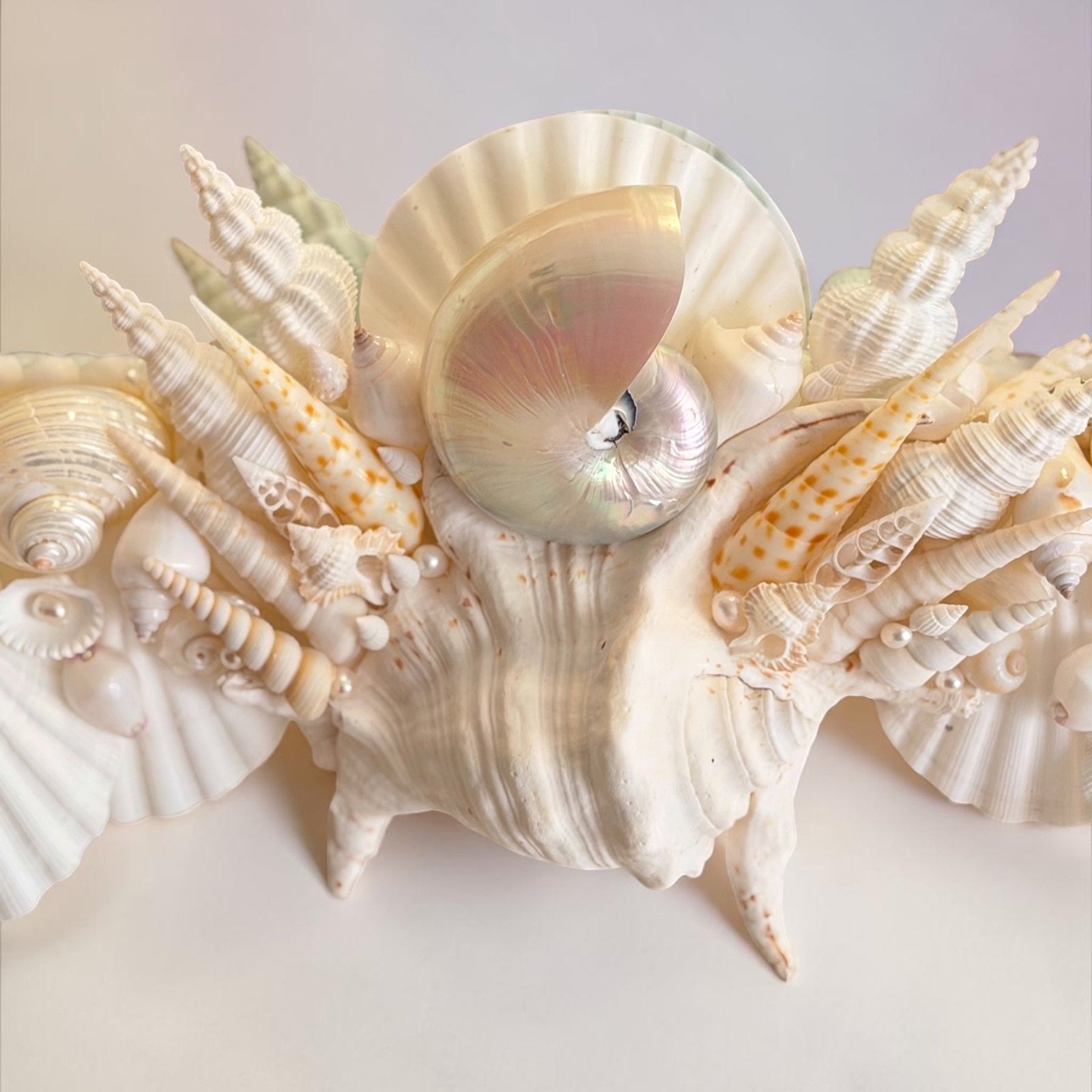 Nautilus and natural shell detail by Kim Delaney